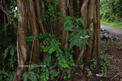 Grewia nervosa